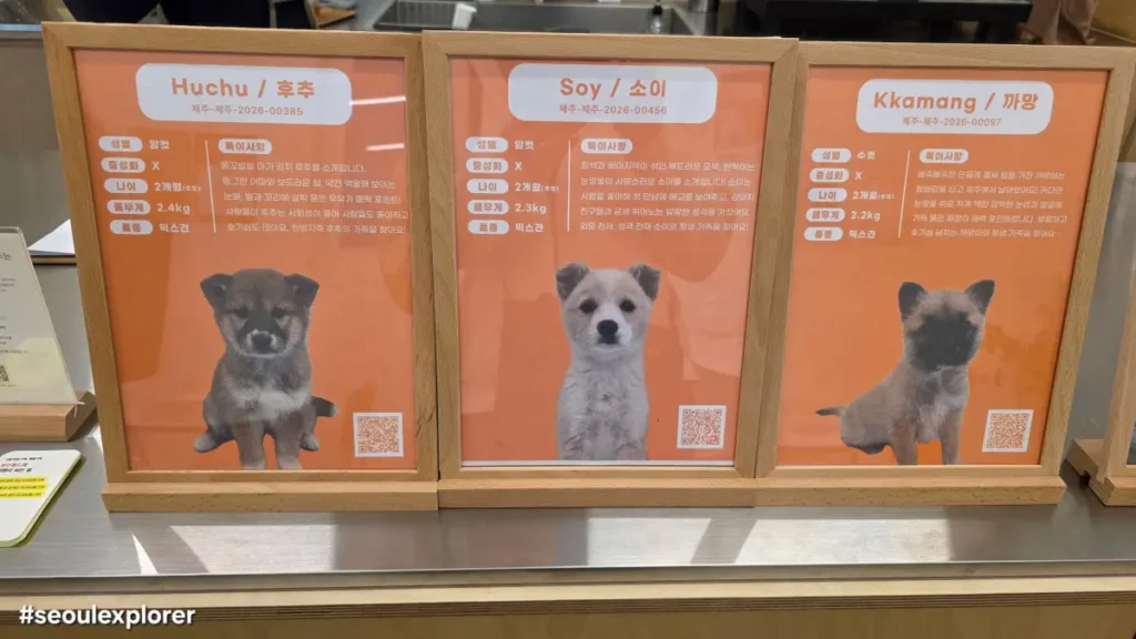 Rescue dog profile cards at Pawinhand cafe in Seoul