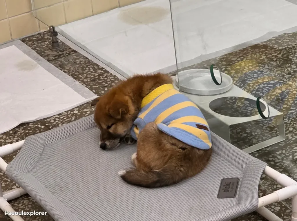 A rescue dog wearing a shirt sleeping on a bed