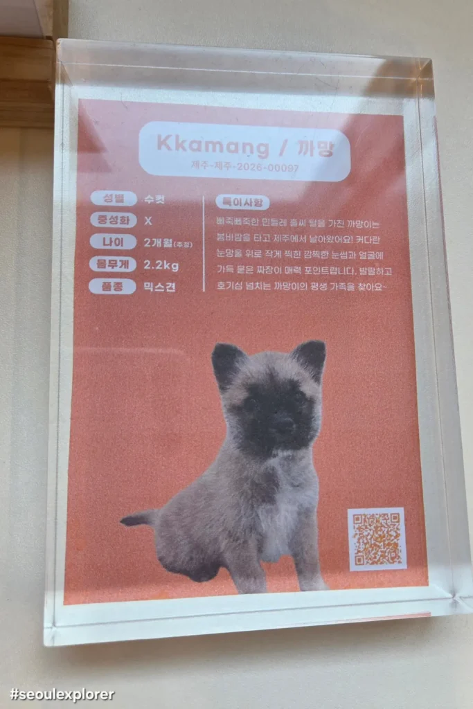 Kkamang rescue puppy profile card at Pawinhand