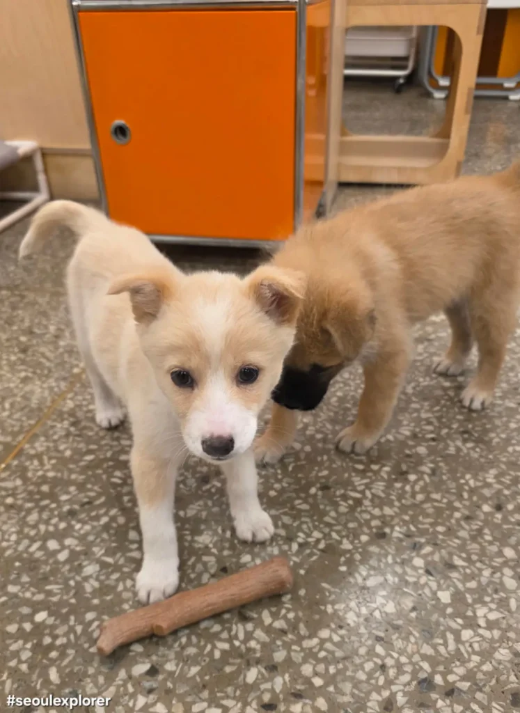 Rescue puppies playing in the interaction space