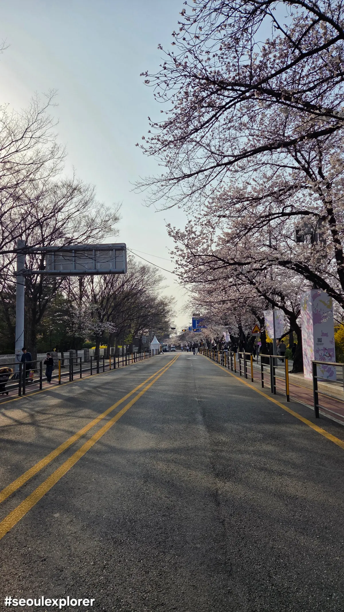Scenic pink flower tunnel at Seoul Cherry Blossom Festival